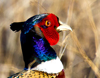 Chinese Ring-Necked Pheasant