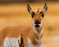 Antelope/Pronghorn
