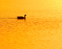 Canada Goose