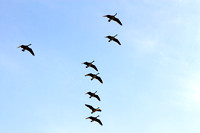 Canada Geese