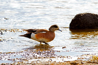 American Wigeon