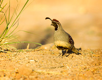 Gambel's Quail