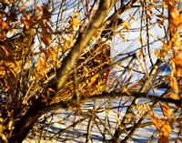Chinese Ring-necked Pheasant